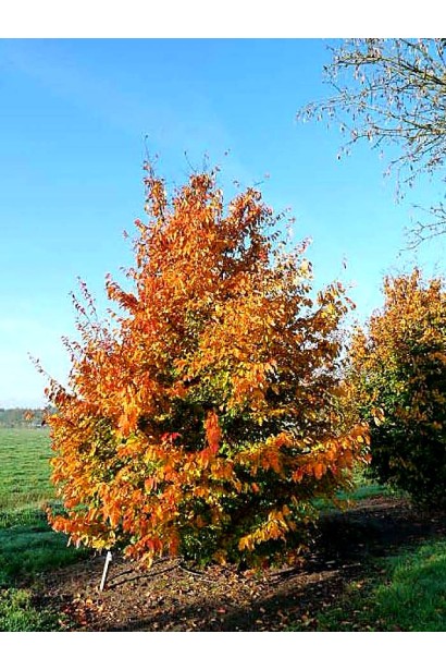 Парротія Ванесса